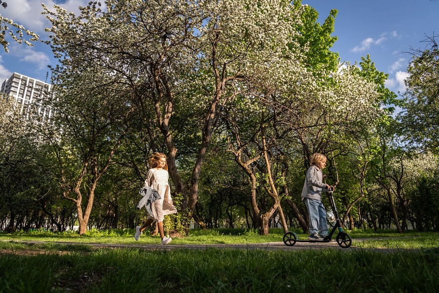 Яблоневый сад 7