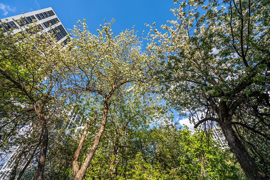 Яблоневый сад 6