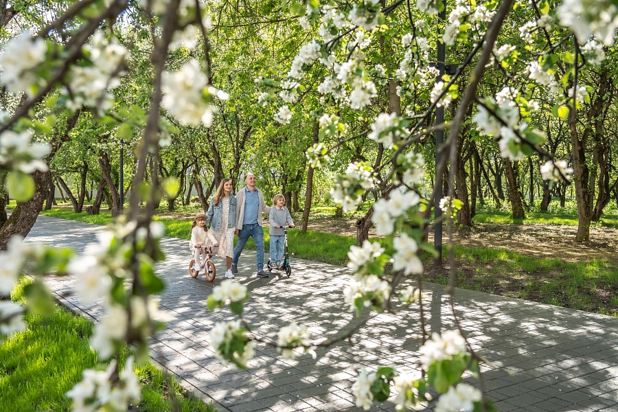 Яблоневый сад 9